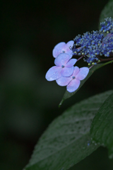 紫陽花の頃