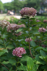 それでも紫陽花