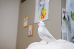 白文鳥の白ちゃん