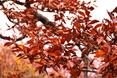 紅葉ですね。