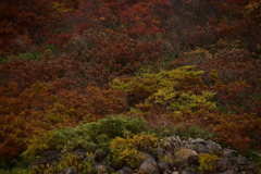 鳥海山の紅葉