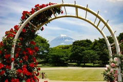 富士山とバラ
