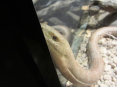 爬虫類展さん１３