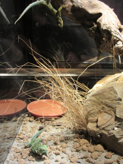 爬虫類展さん１５
