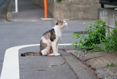 野良猫