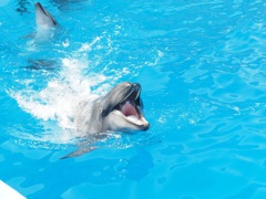 名古屋水族館 イルカの調教