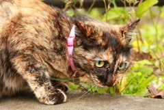 野良猫