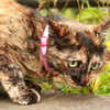 野良猫