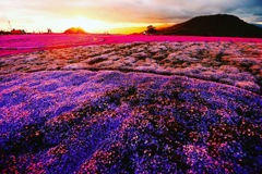 茶臼山高原 芝桜