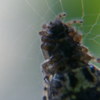 蜘蛛の編み物