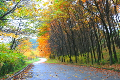 私の散歩道　秋