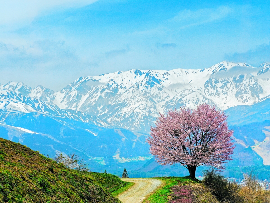 野平の桜