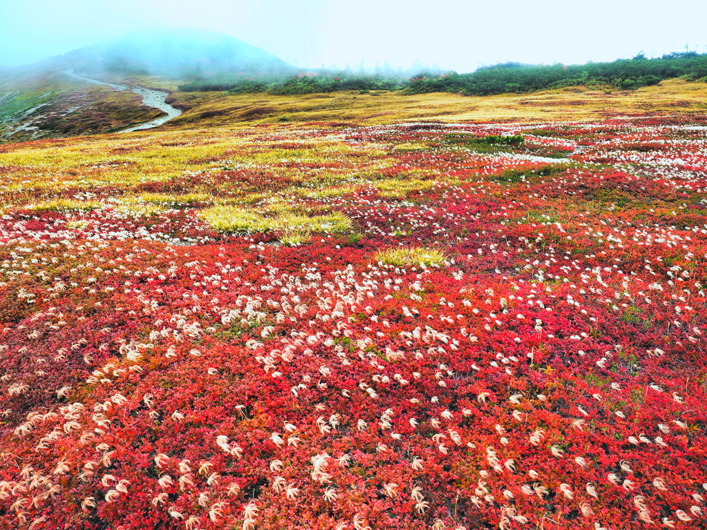 白馬大池の花畑