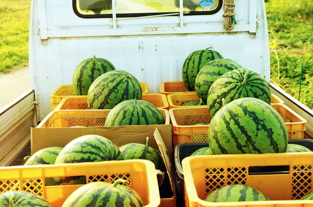 スイカ祭り