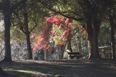 奈良公園。晩秋。