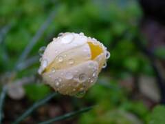 クロッカスの花