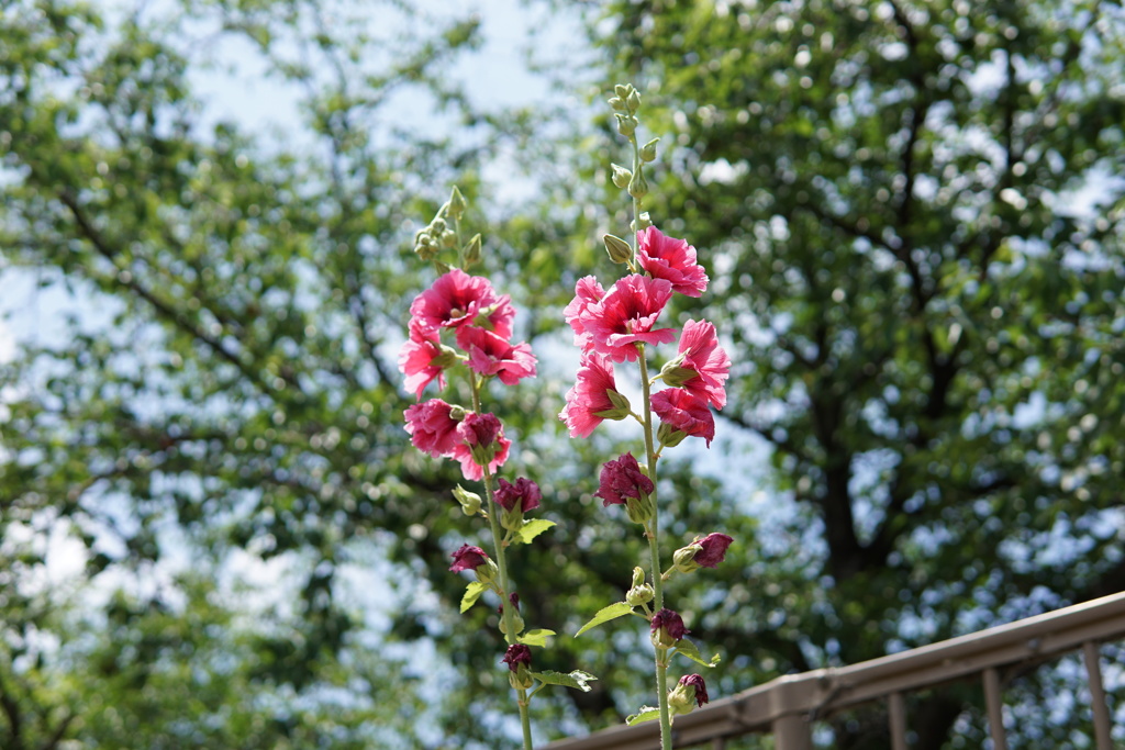 タチアオイの花