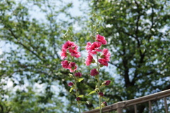 タチアオイの花