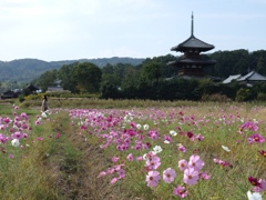 奈良県斑鳩町　コスモス