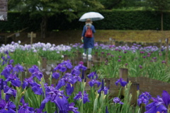 花菖蒲