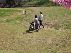 馬見丘陵公園の河津桜。２