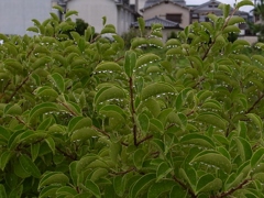 穏やかな朝。