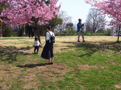 馬見丘陵公園の河津桜。