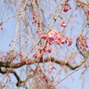 蕾