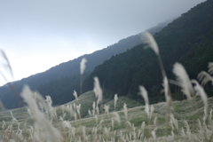 ススキ風船