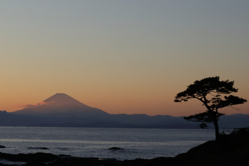 富士と松