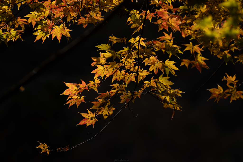 橙の紅葉