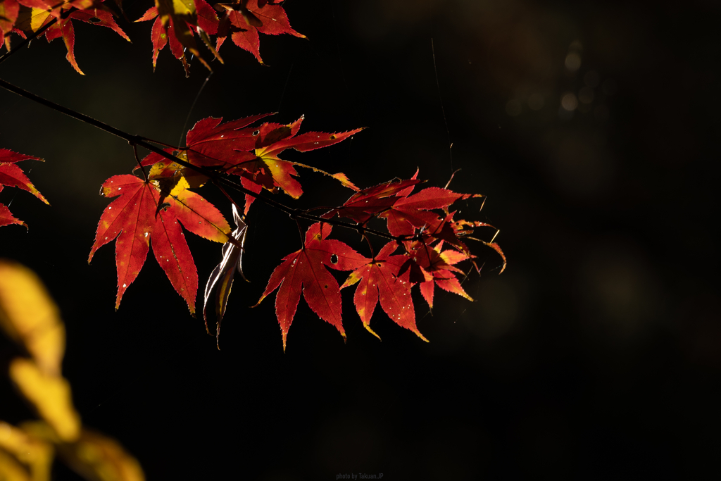 赤の紅葉
