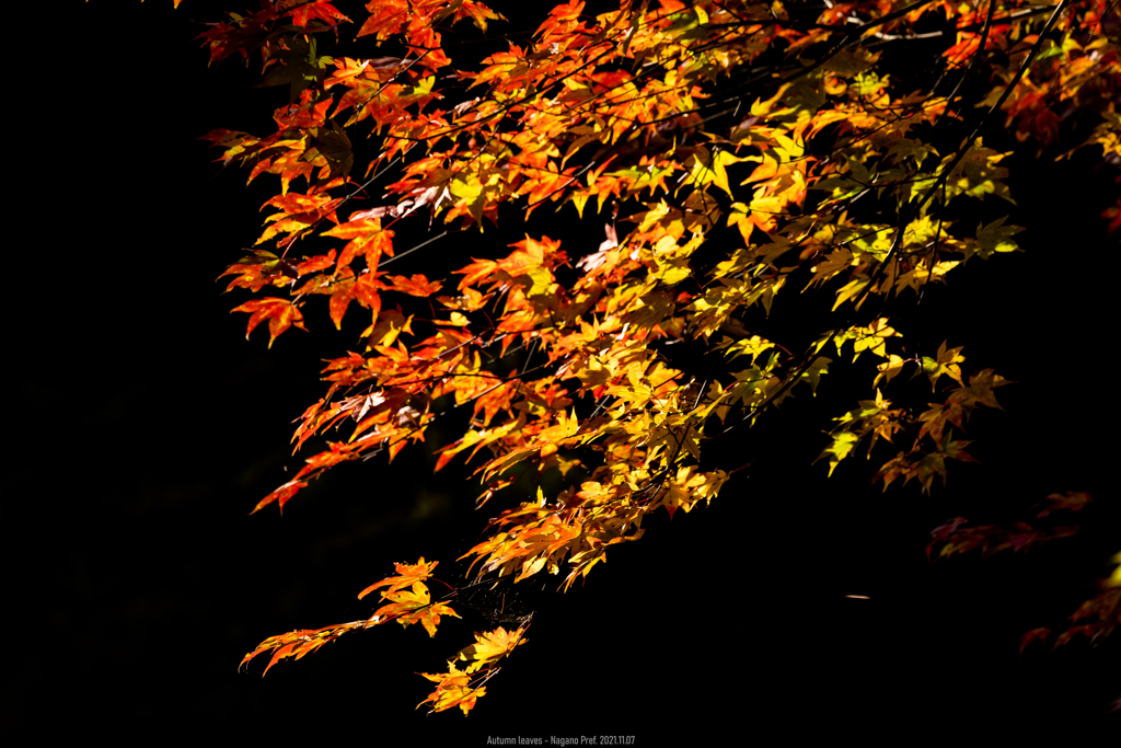 ４色の紅葉