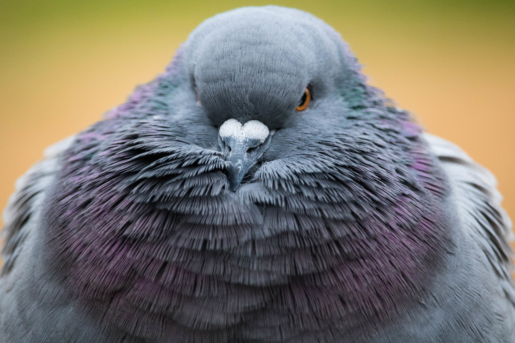 吾輩は鳩である