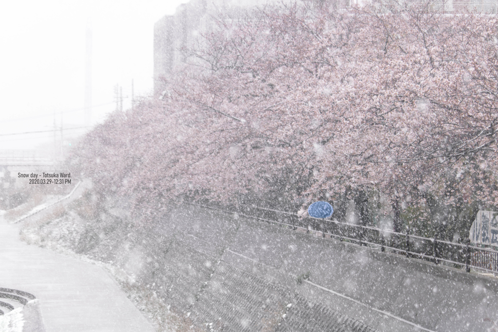 雪と桜