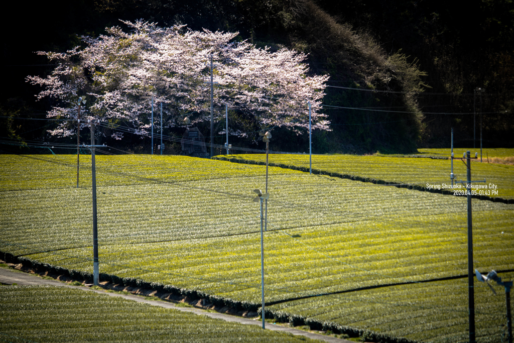 静岡の春