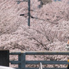 広大な桜