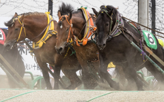 迫力のばんえい競馬