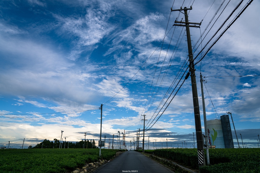 夏の茶畑