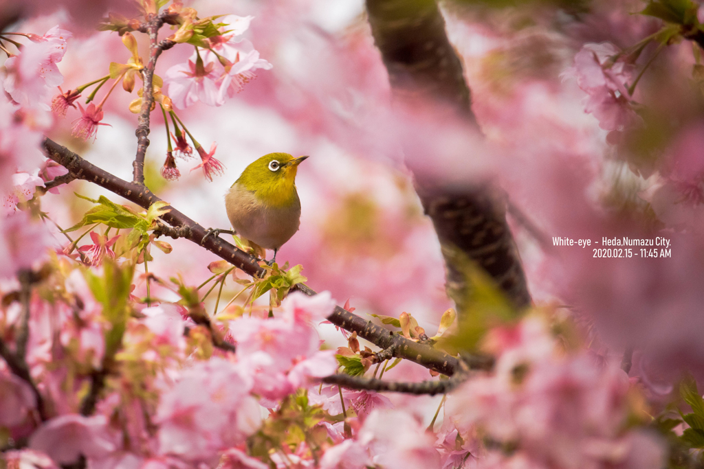 河津桜の蜜を集めるメジロ