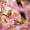 河津桜の蜜を集めるメジロ