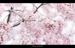 皇居の枝垂桜