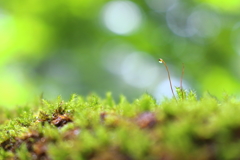 苔の生えた手すり