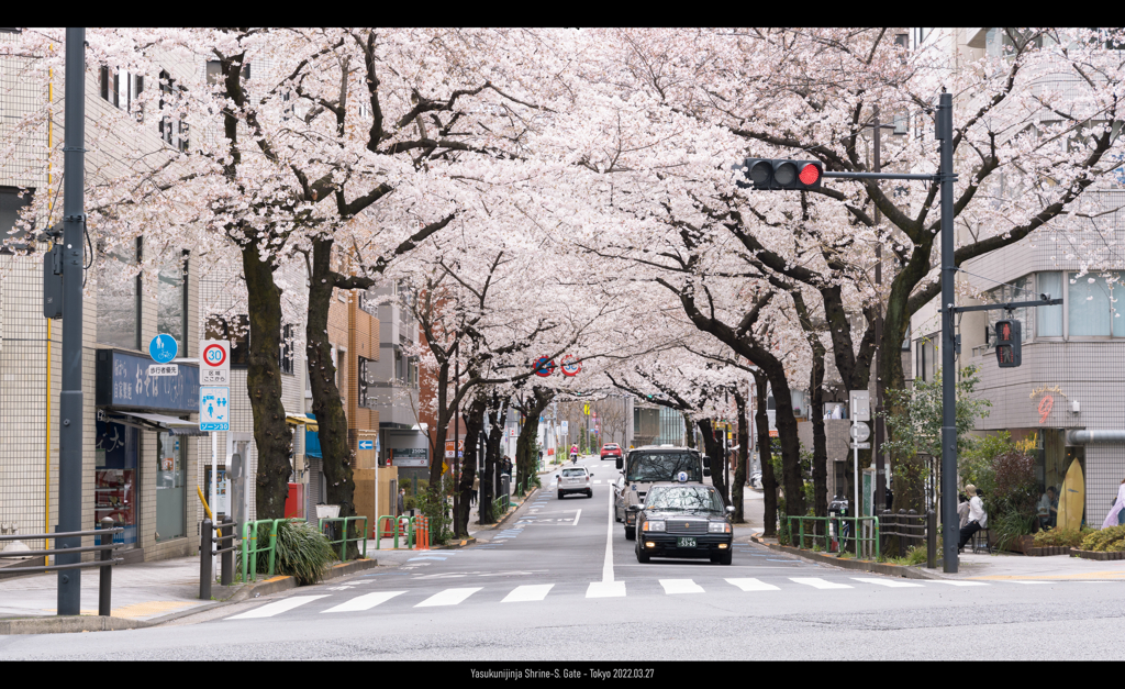 靖国神社南門交差点の桜