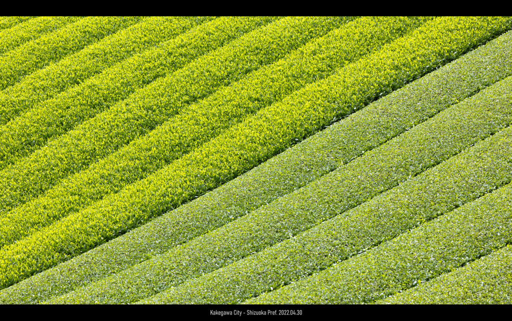 一番茶と二番茶