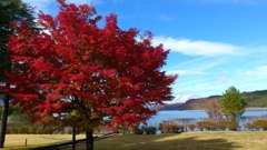 山中湖の紅葉