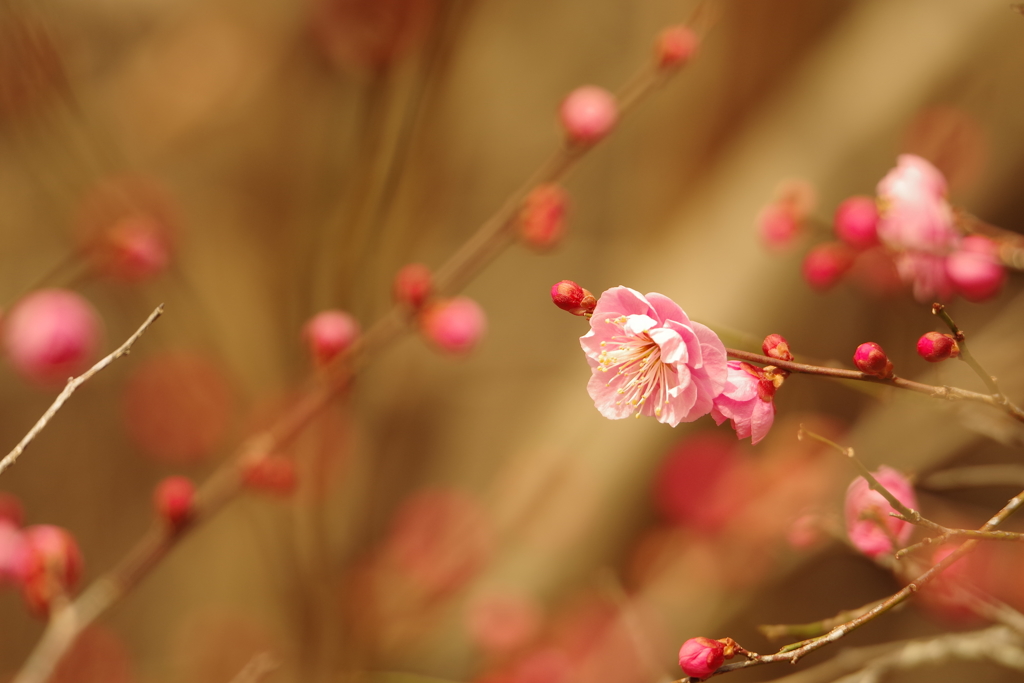 「春へと向かう」