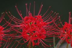 「秋の花火に魅せられて」