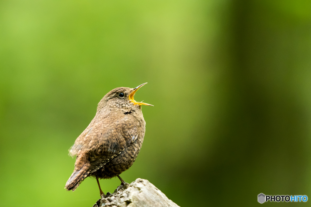 Singer of mountain stream