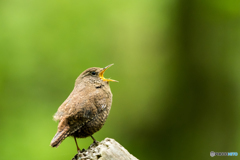 Singer of mountain stream